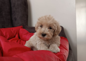 Maltipoo bebeklerimiz